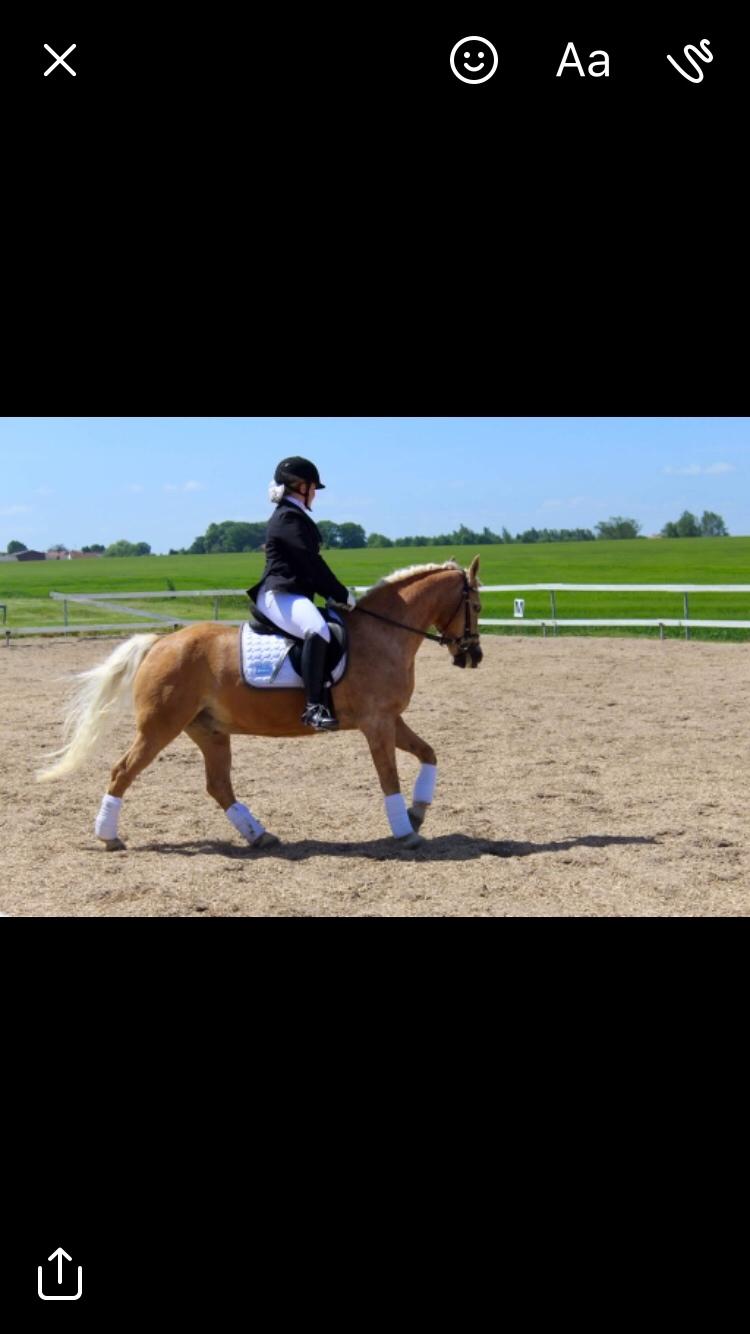 Anden særlig race Timon billede 12