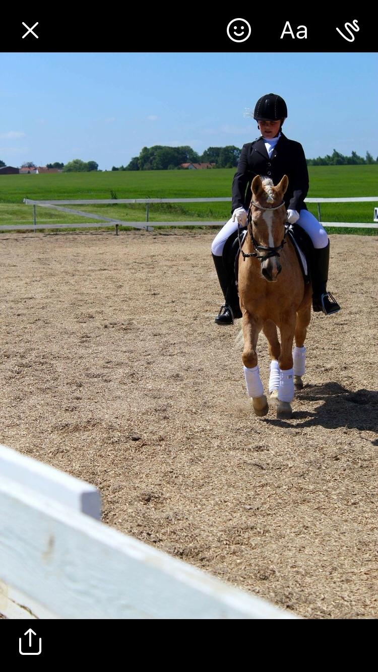 Anden særlig race Timon billede 13