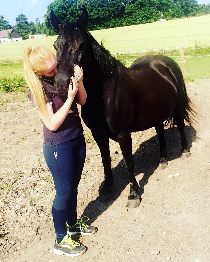 Fell pony Sorte sara - Velkommen til Sorte Saras profil billede 1