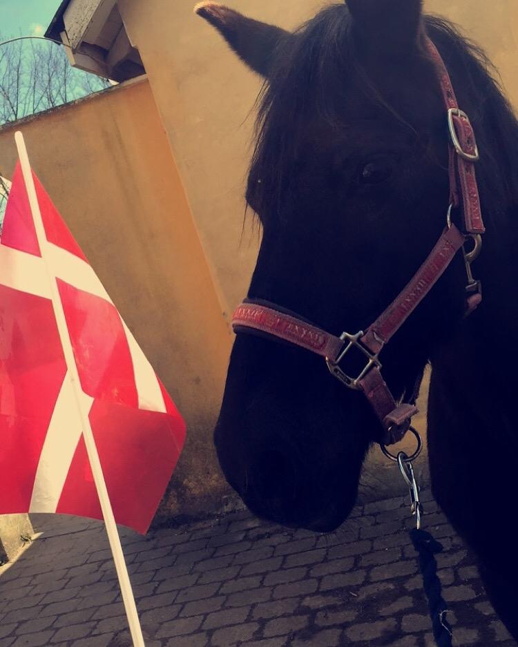 Fell pony Sorte sara - Den dag hun fyldte 20 år billede 8