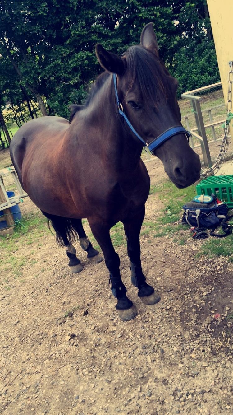 Fell pony Sorte sara billede 5