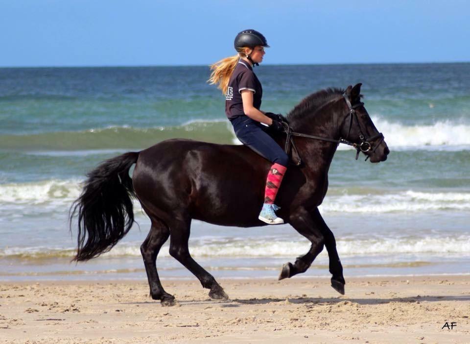 Fell pony Sorte sara billede 6