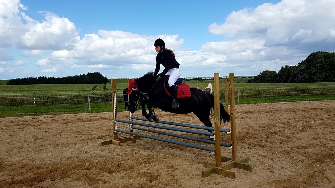 Fell pony Sorte sara billede 11