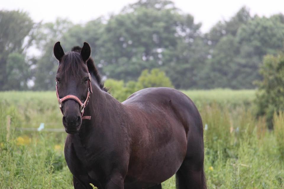 Fell pony Sorte sara billede 9