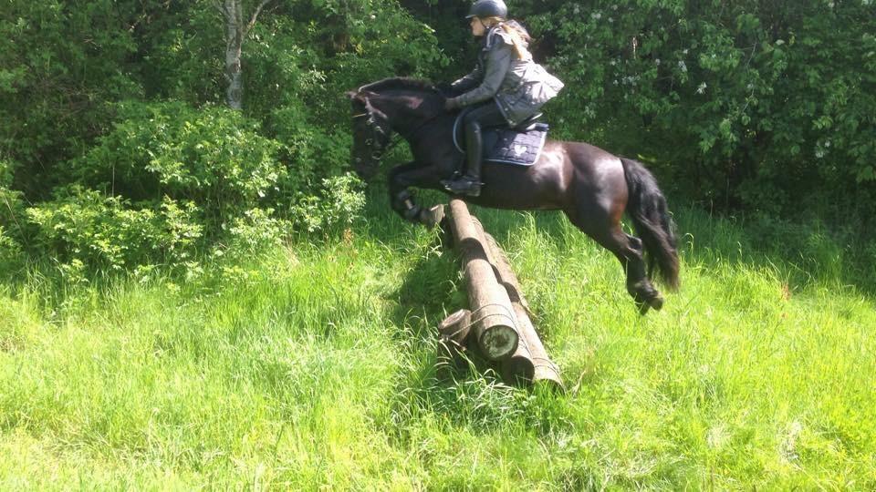 Fell pony Sorte sara billede 3