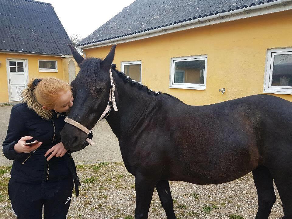 Fell pony Sorte sara billede 10