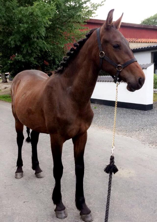 Anden særlig race Vestergaards Santiana  SOLGT billede 2