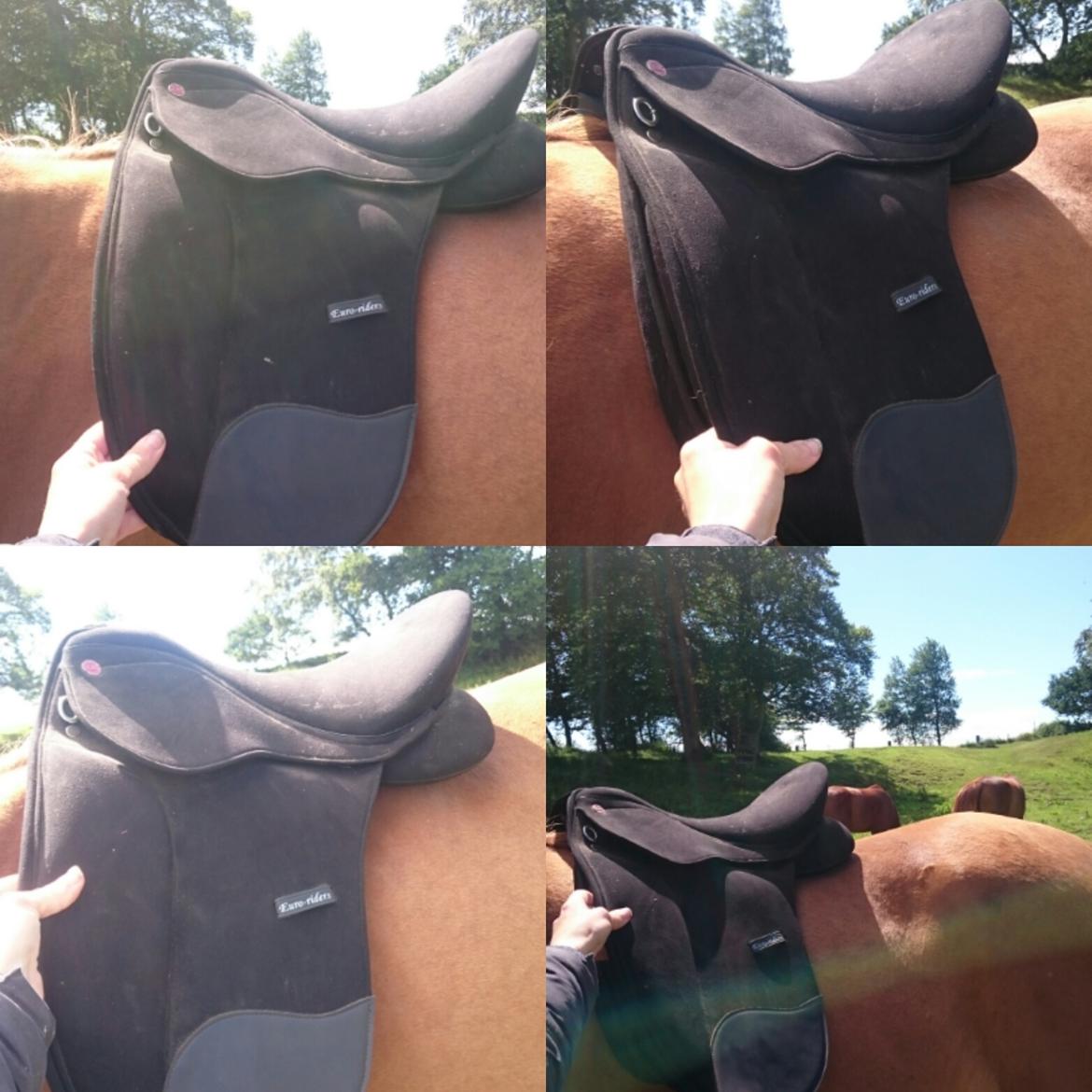 Arabisk fuldblod (OX) Emira bint Gharib ox *SOLGT* billede 39