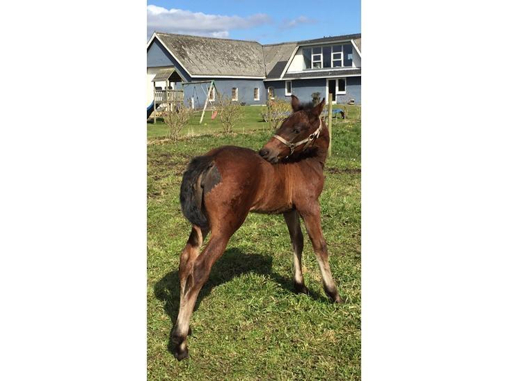 Anden særlig race Vestergaards Santiana  SOLGT - Santi som baby billede 12