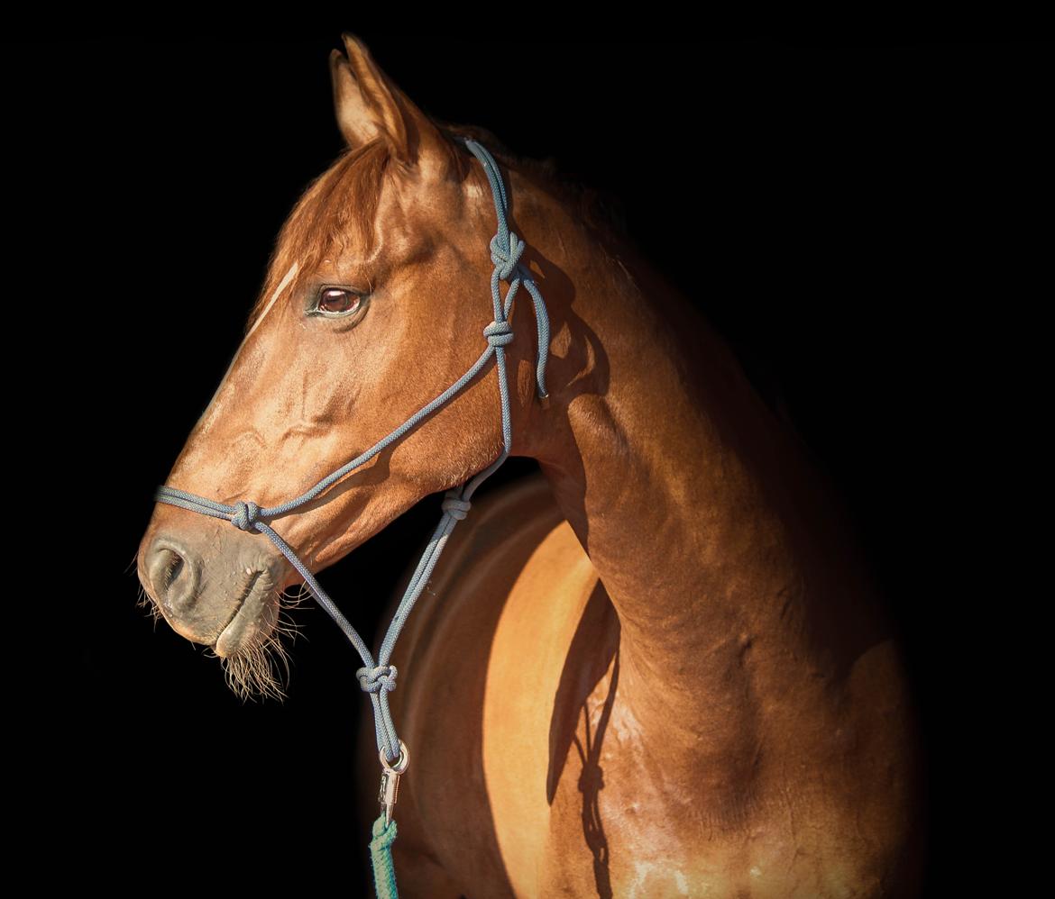 Dansk Varmblod Lille daugårds lady hit billede 2