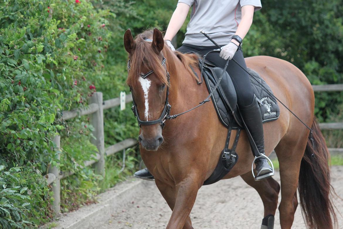 Dansk Varmblod Lille daugårds lady hit billede 5