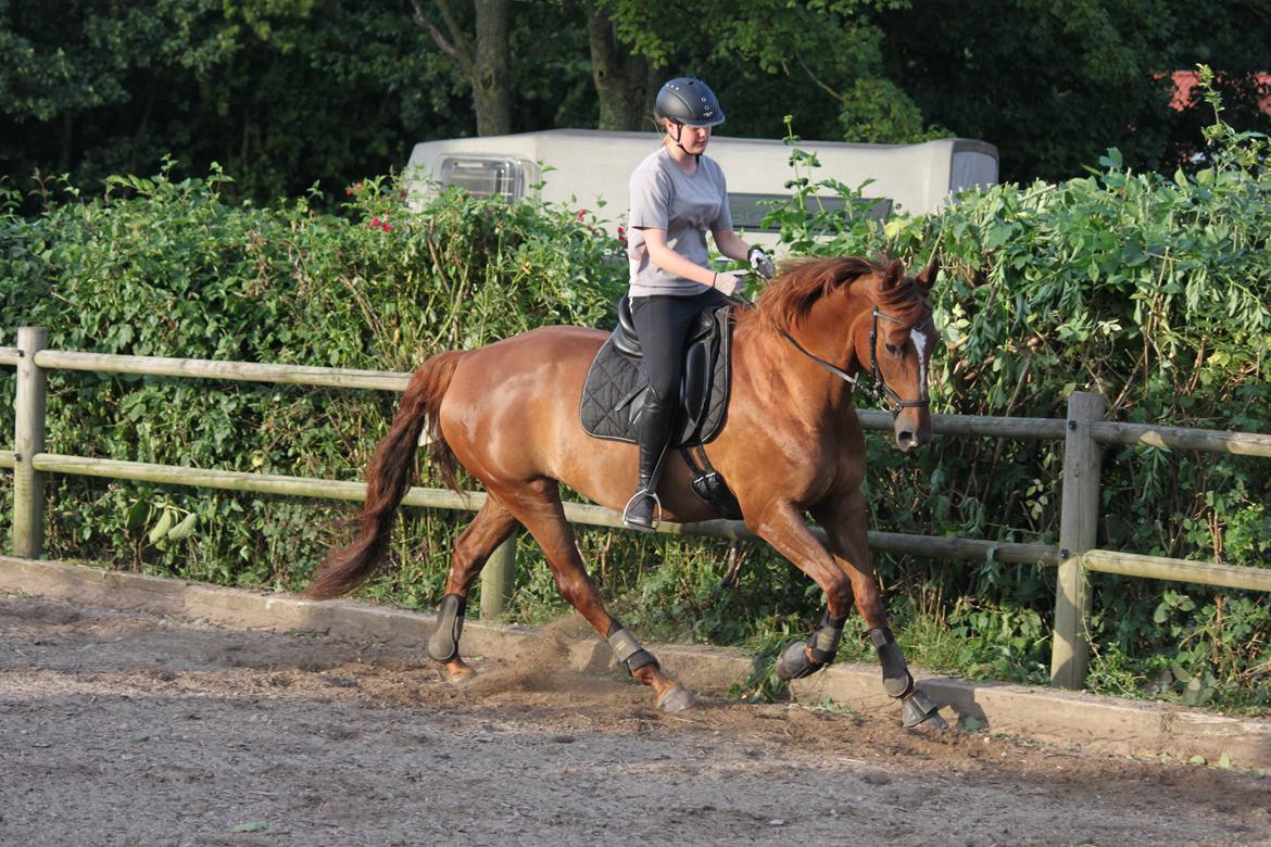 Dansk Varmblod Lille daugårds lady hit billede 6