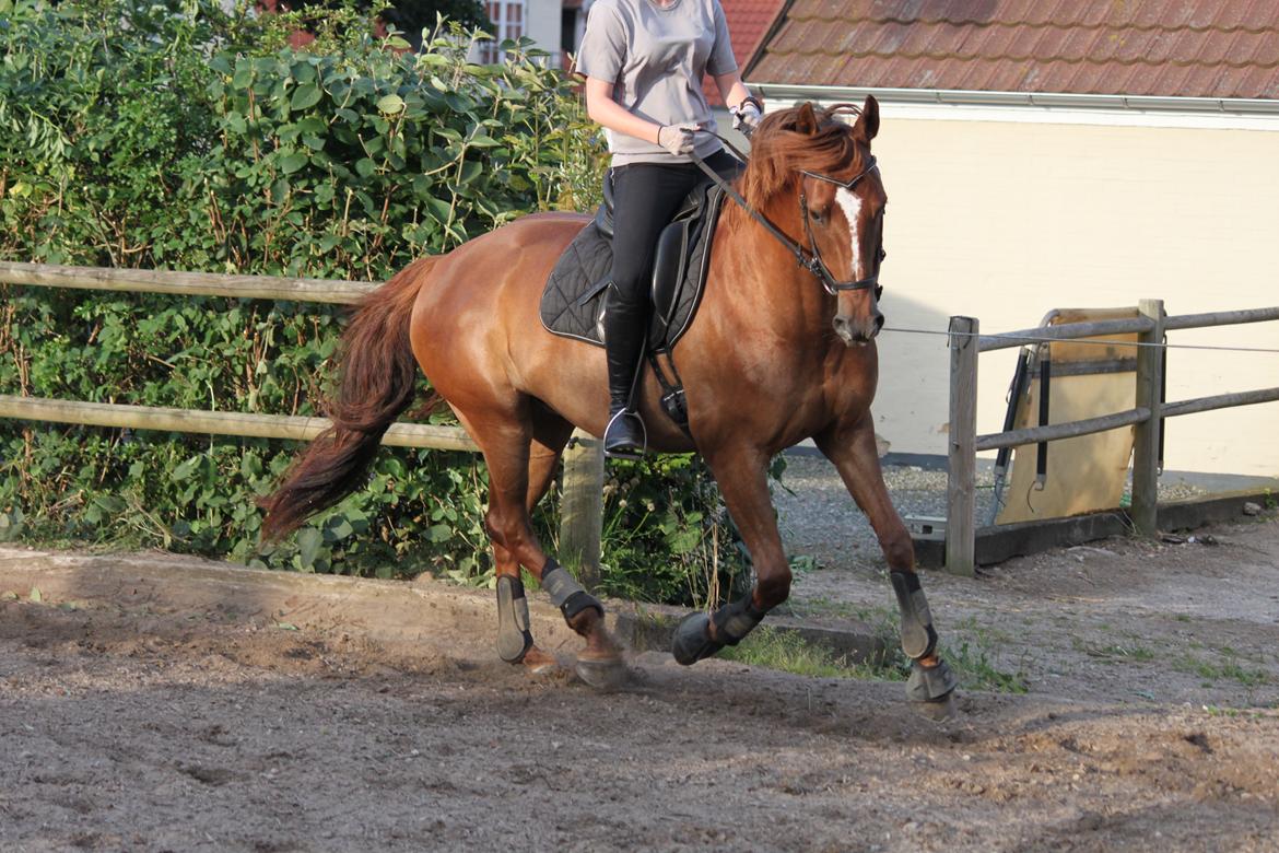 Dansk Varmblod Lille daugårds lady hit billede 7