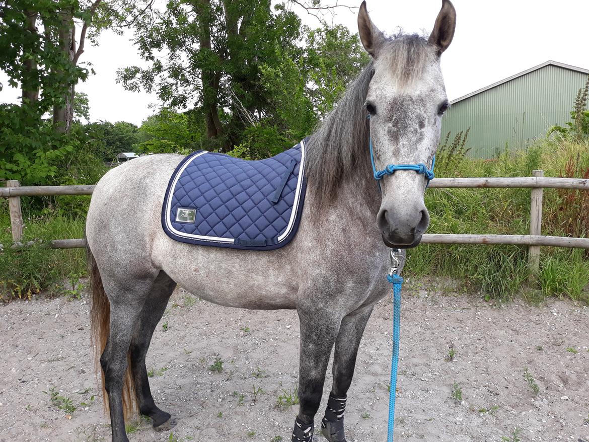 Pura Raza Española BS Adora billede 13