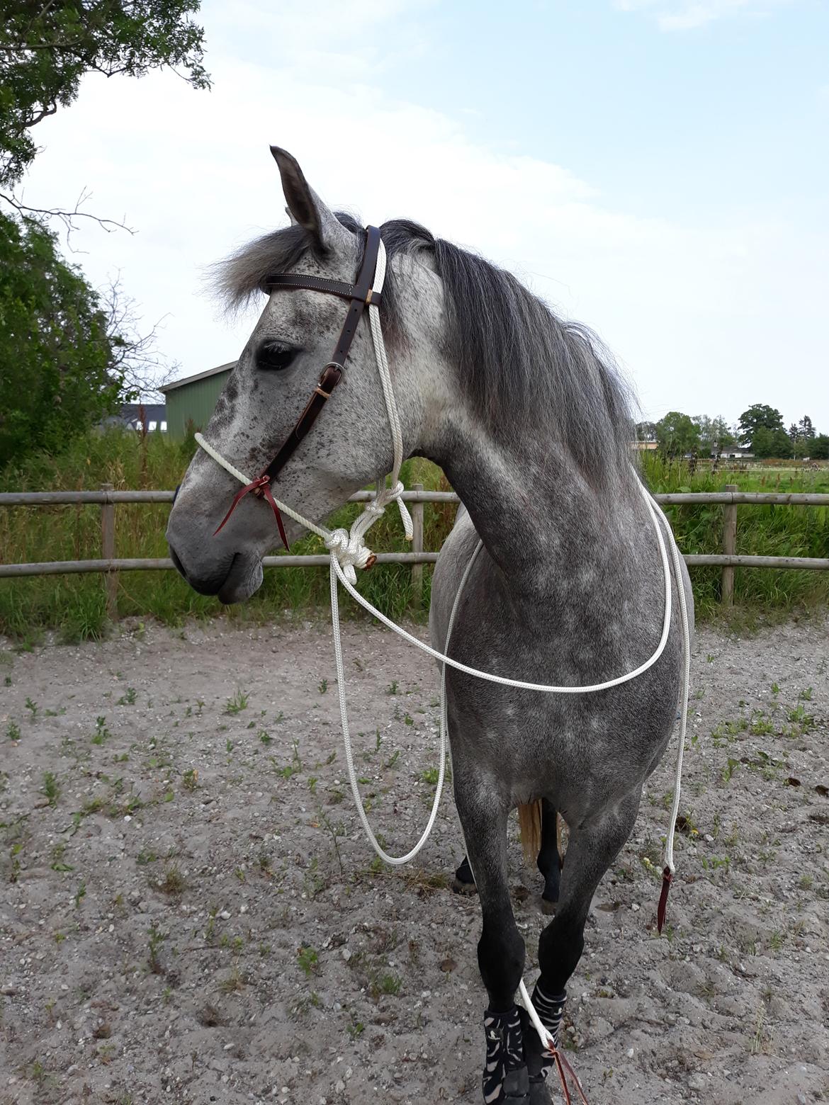 Pura Raza Española BS Adora billede 14