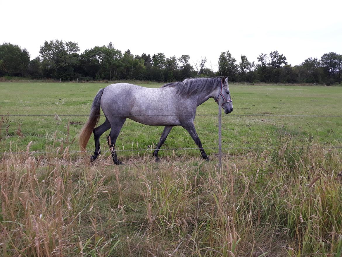 Pura Raza Española BS Adora billede 15