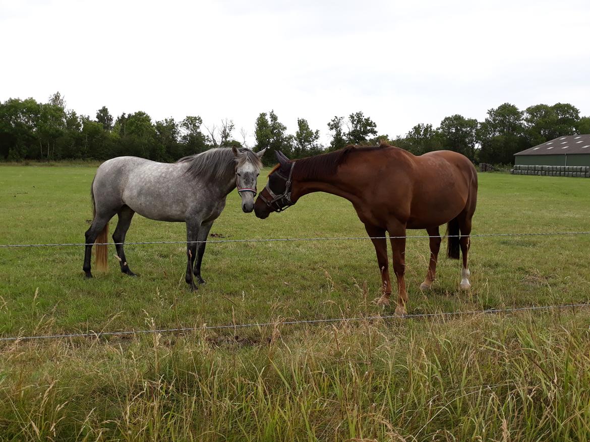 Pura Raza Española BS Adora billede 16