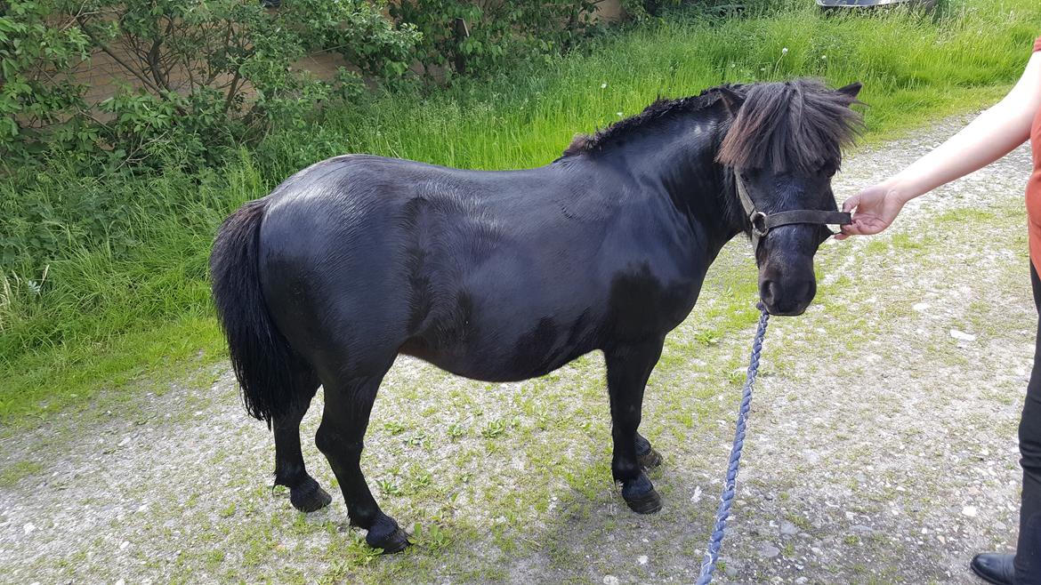 Shetlænder Maja - efter bad og klipper  billede 1