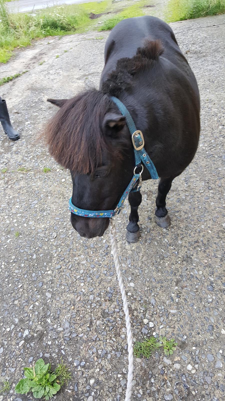 Shetlænder Maja - og føst gane man har ny grim billede 4
