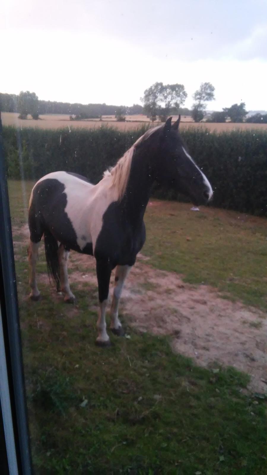 Paint **Bell-ditt** billede 13