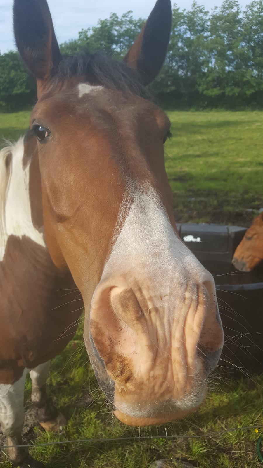 Pinto Jello af korup billede 12