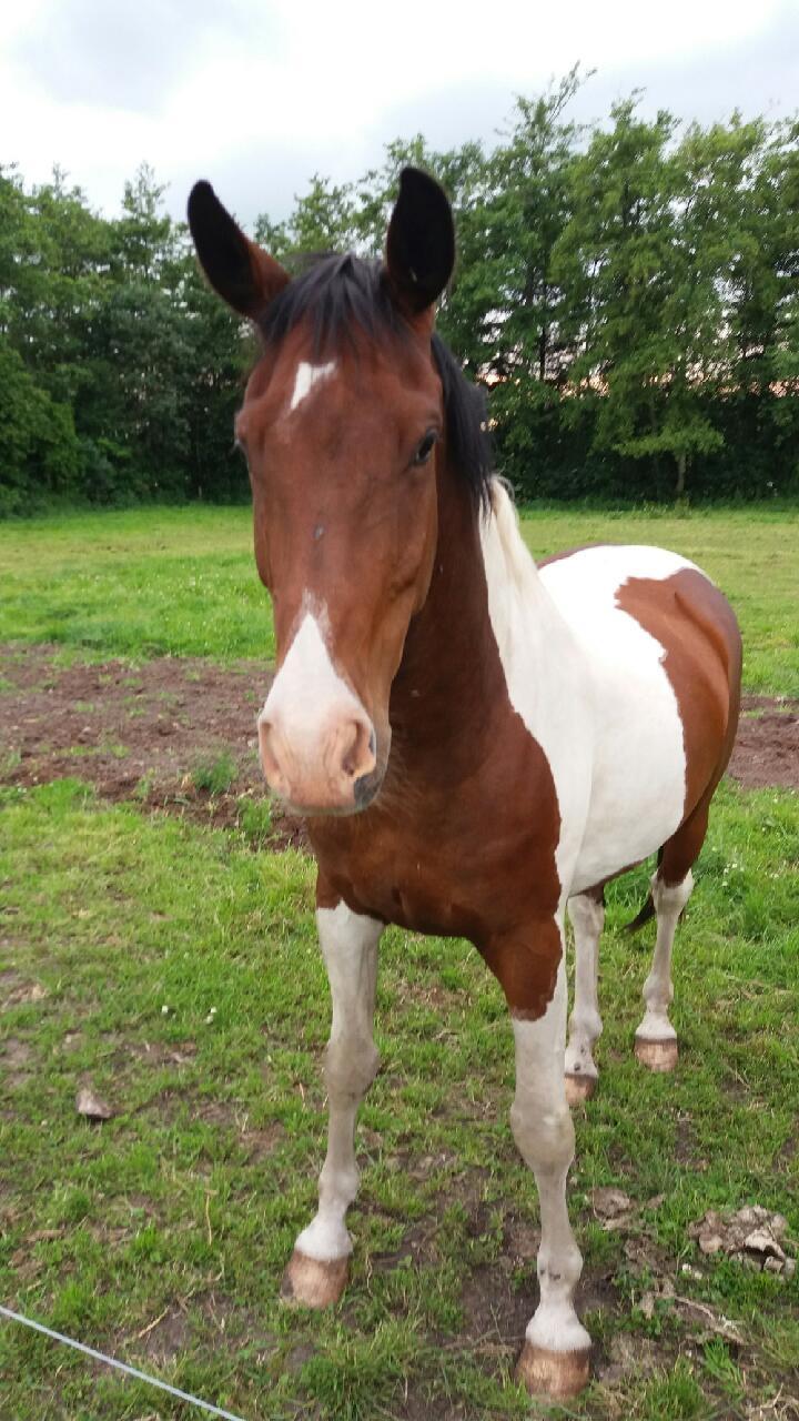 Pinto Jello af korup billede 13