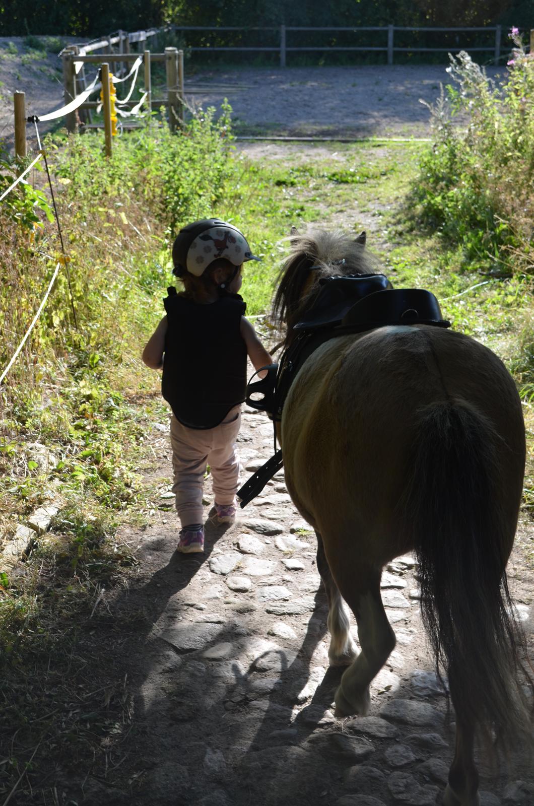 Shetlænder Crazy's sallie billede 9