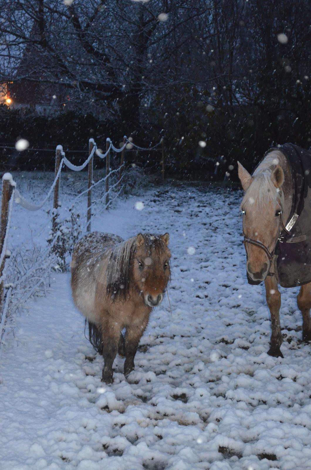 Shetlænder Crazy's sallie billede 7