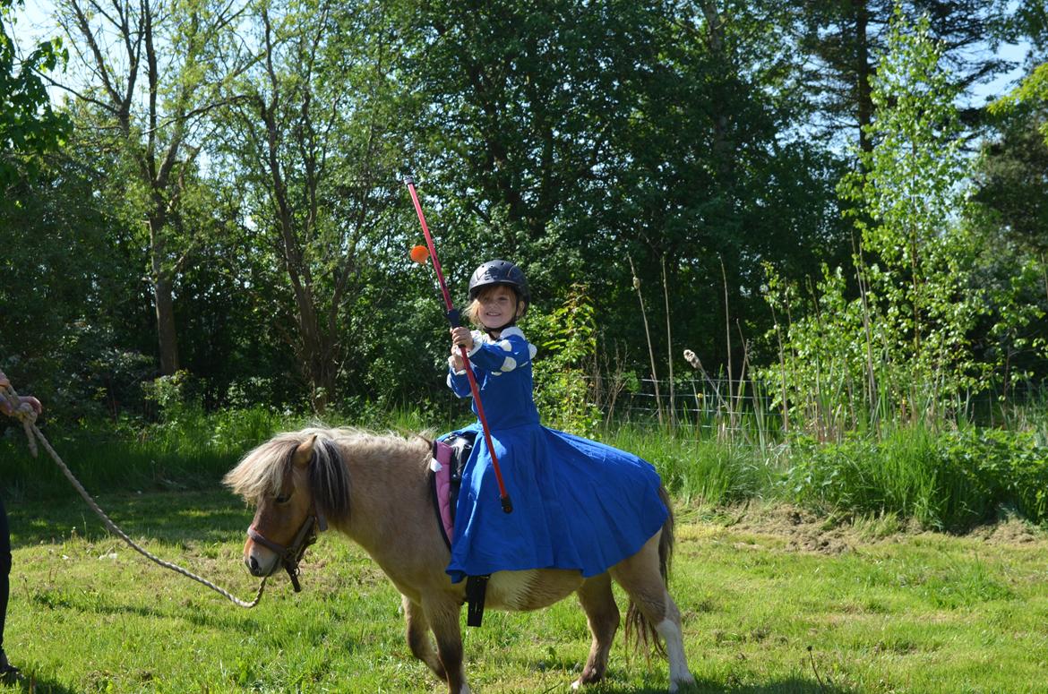 Shetlænder Crazy's sallie billede 17