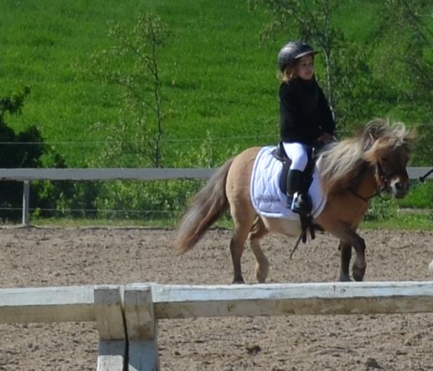 Shetlænder Crazy's sallie billede 14