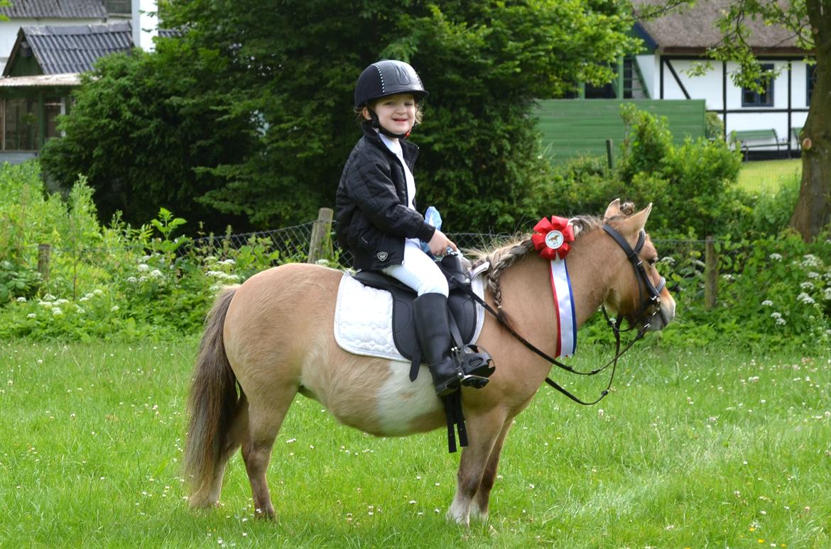 Shetlænder Crazy's sallie billede 16