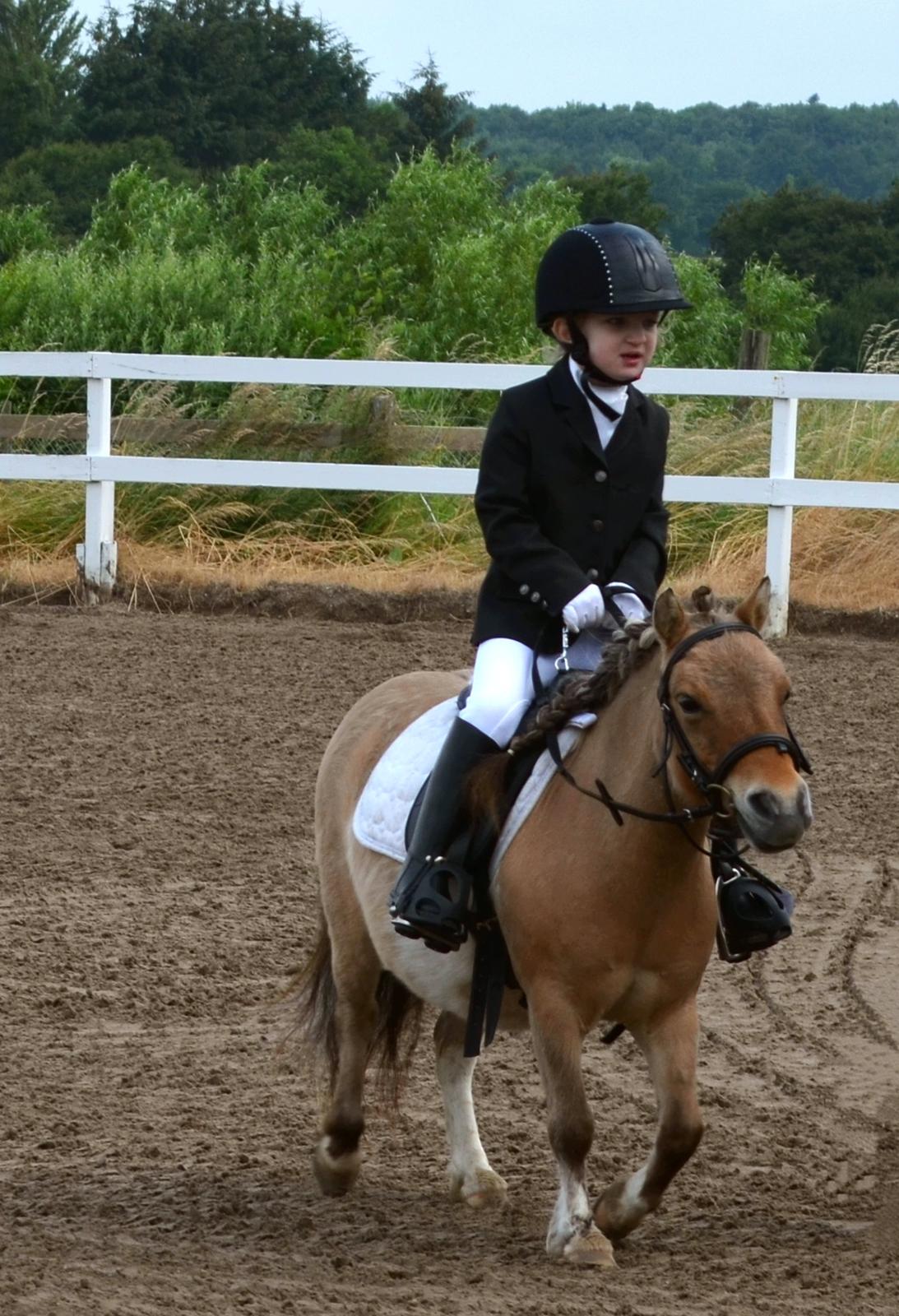 Shetlænder Crazy's sallie billede 15