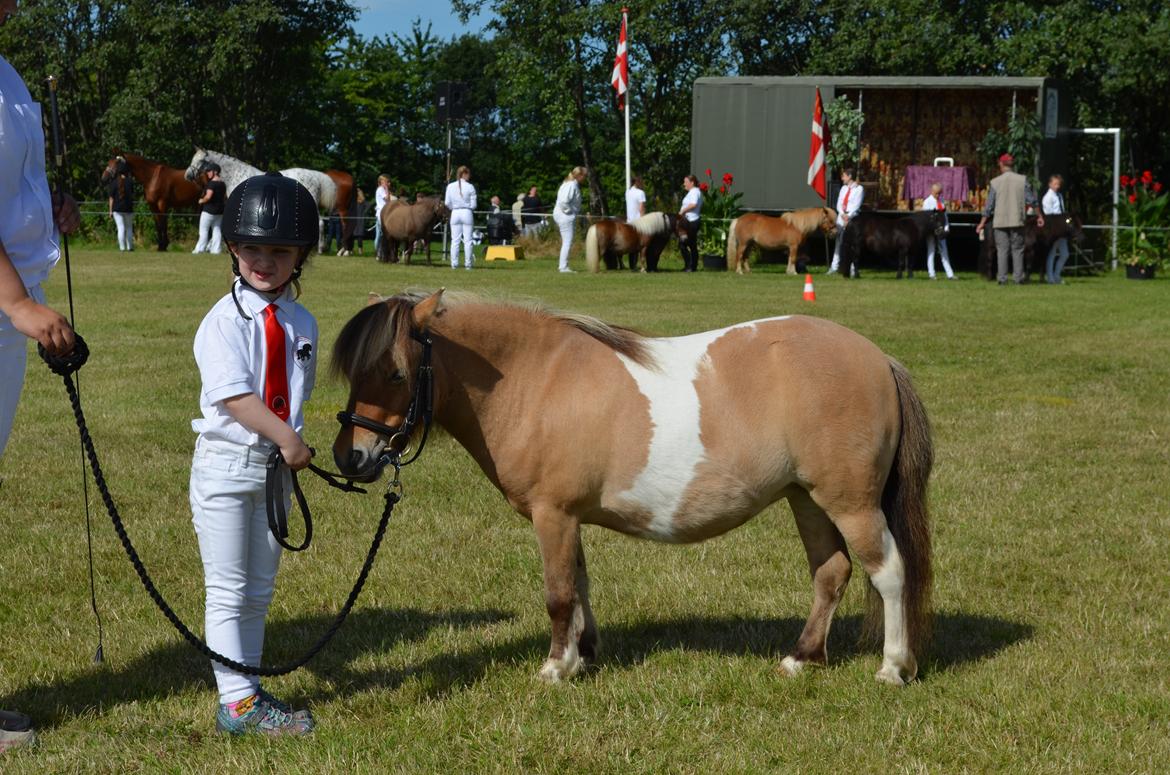 Shetlænder Crazy's sallie billede 20
