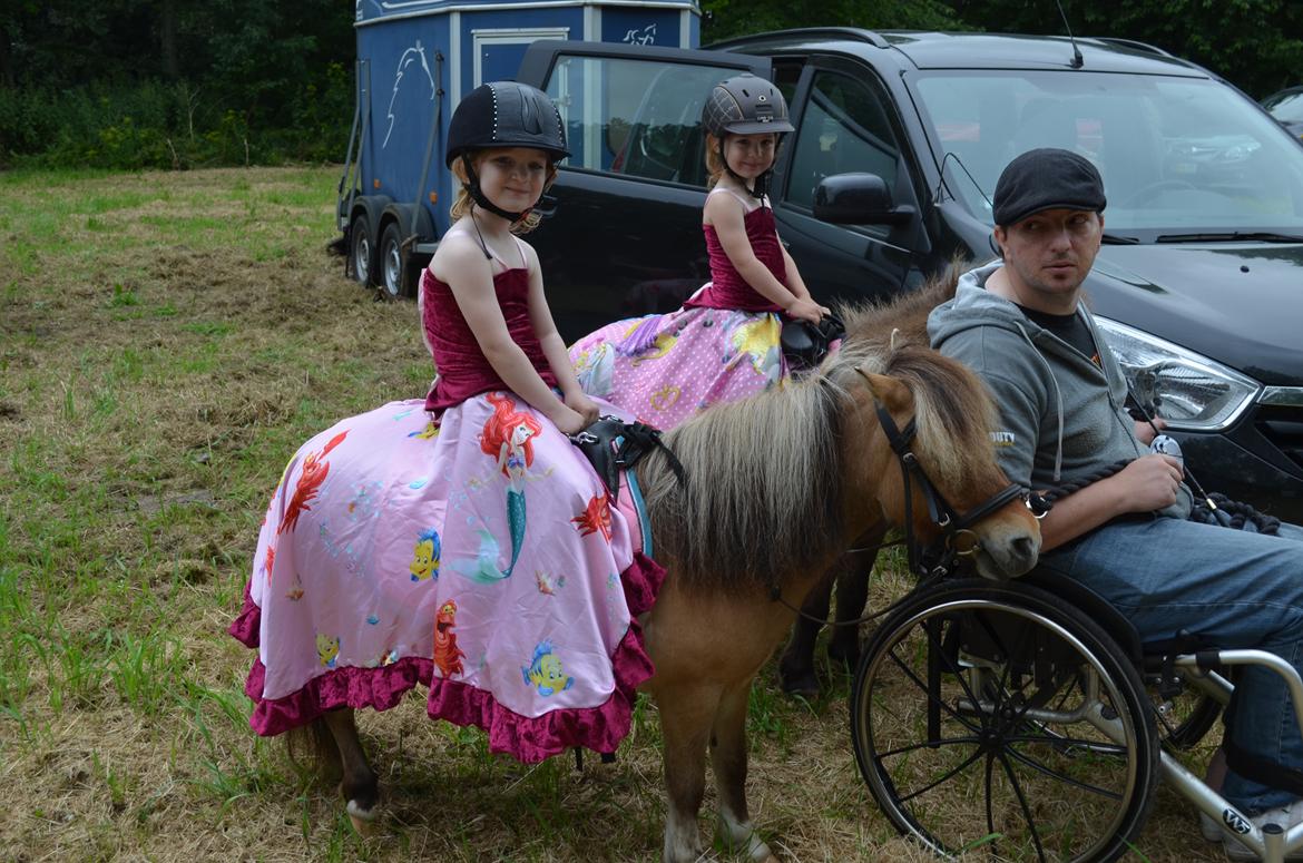 Shetlænder Crazy's sallie billede 18