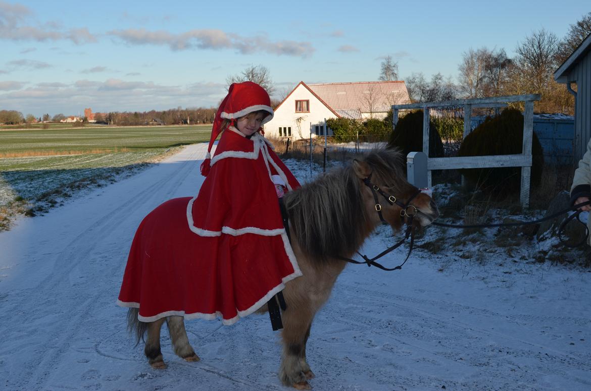 Shetlænder Crazy's sallie billede 12
