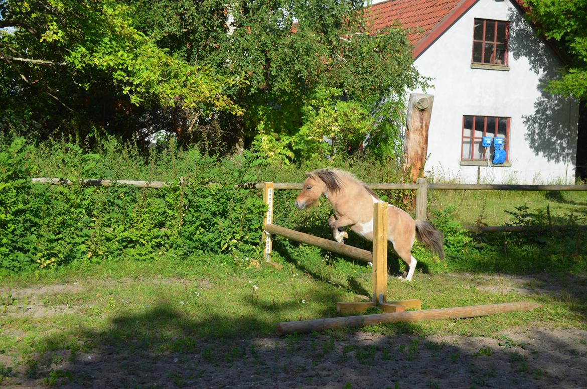 Shetlænder Crazy's sallie billede 10
