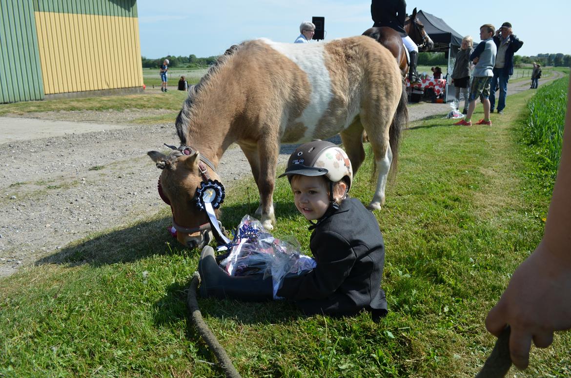 Shetlænder Crazy's sallie billede 13