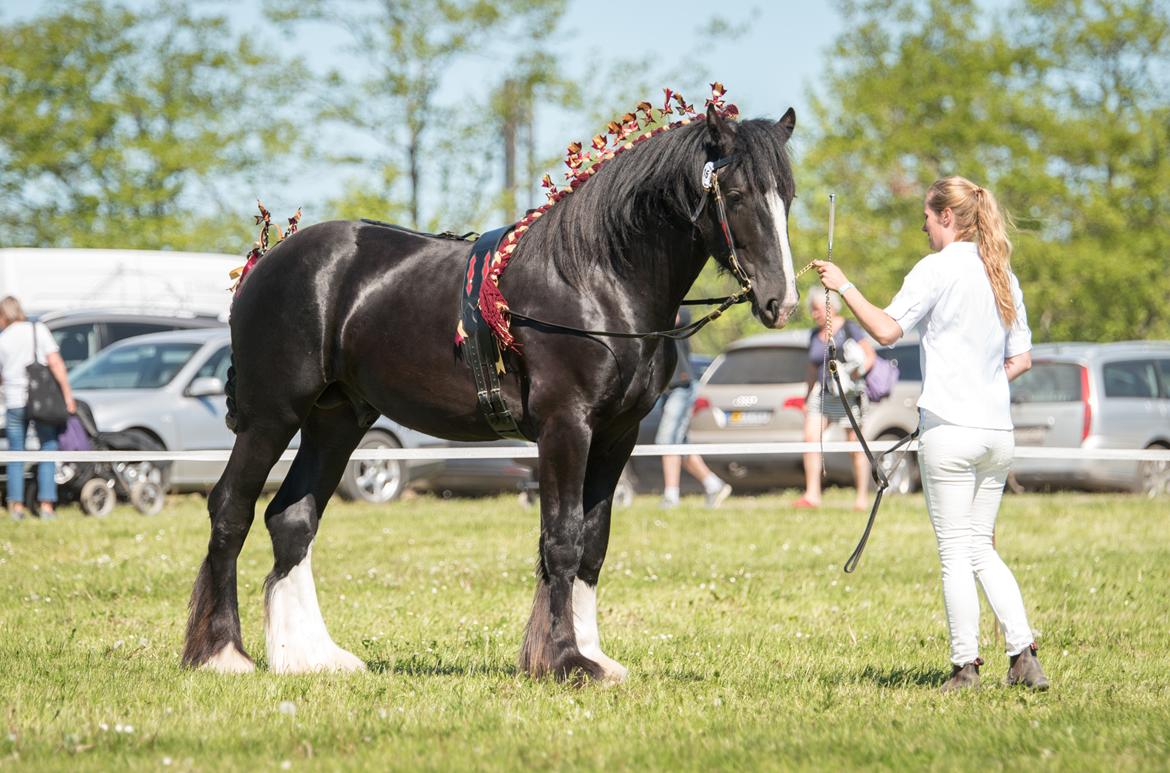 Shire Lønborgs Kronos billede 3