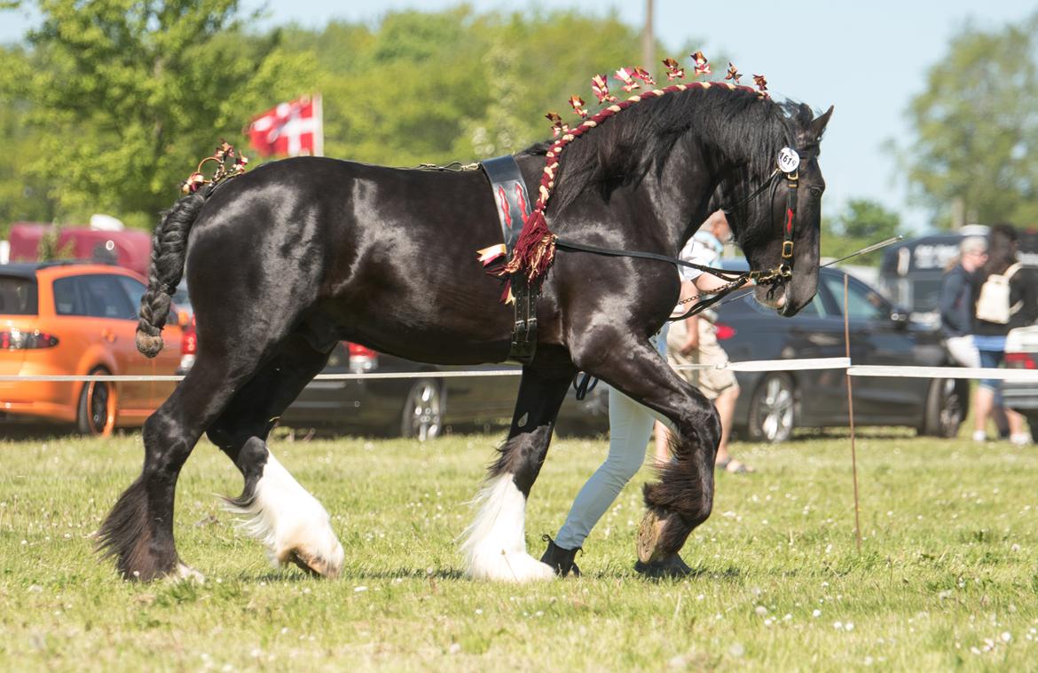 Shire Lønborgs Kronos - Roskilde Dyrskue 2017 billede 2