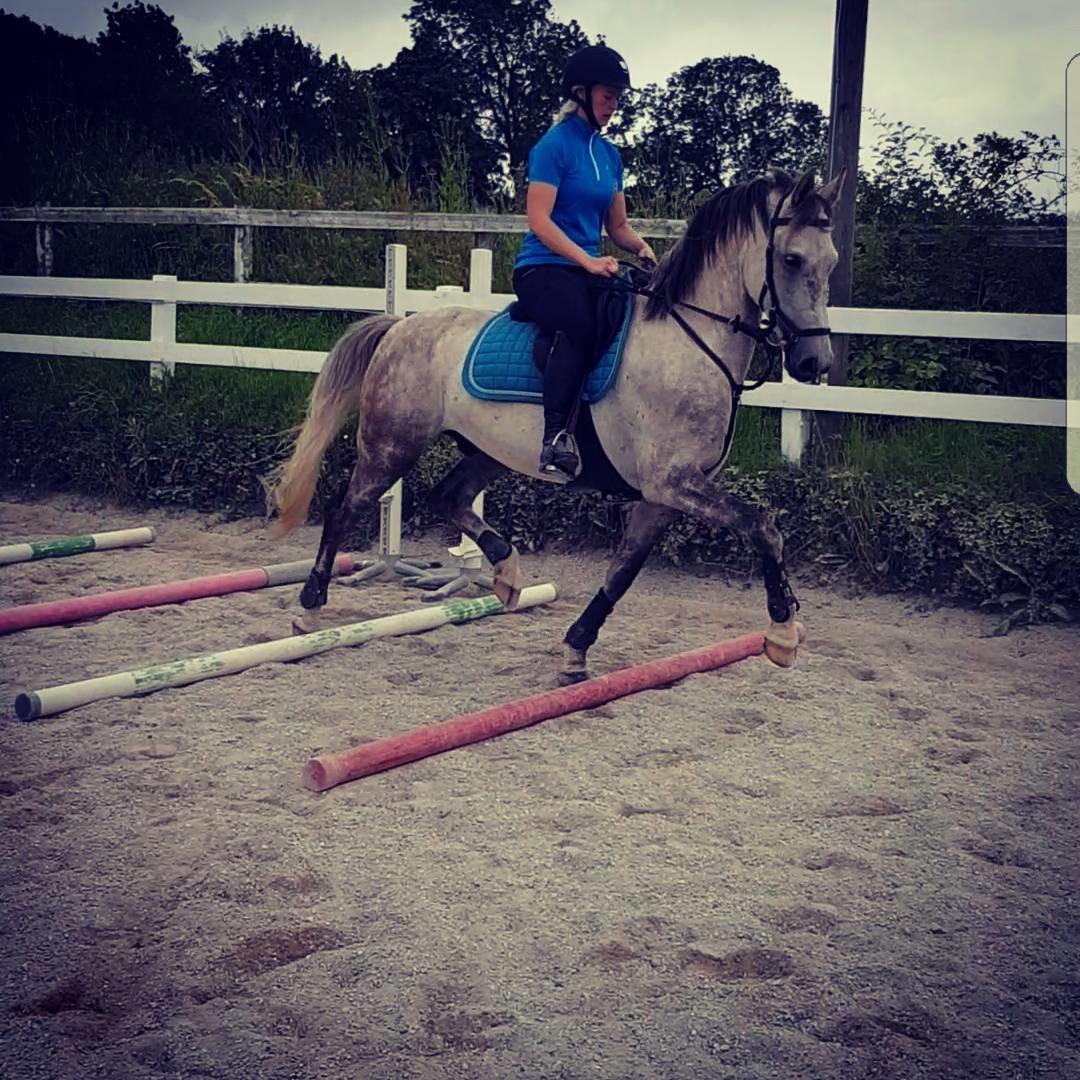 Holstener Calimeró billede 3