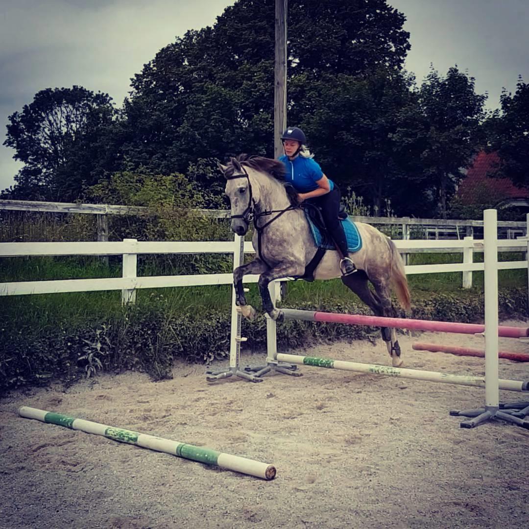 Holstener Calimeró billede 2