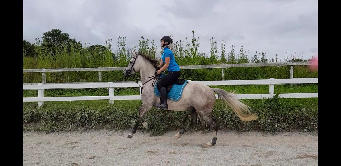 Holstener Calimeró billede 5
