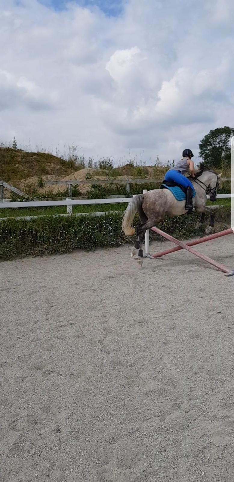 Holstener Calimeró billede 6