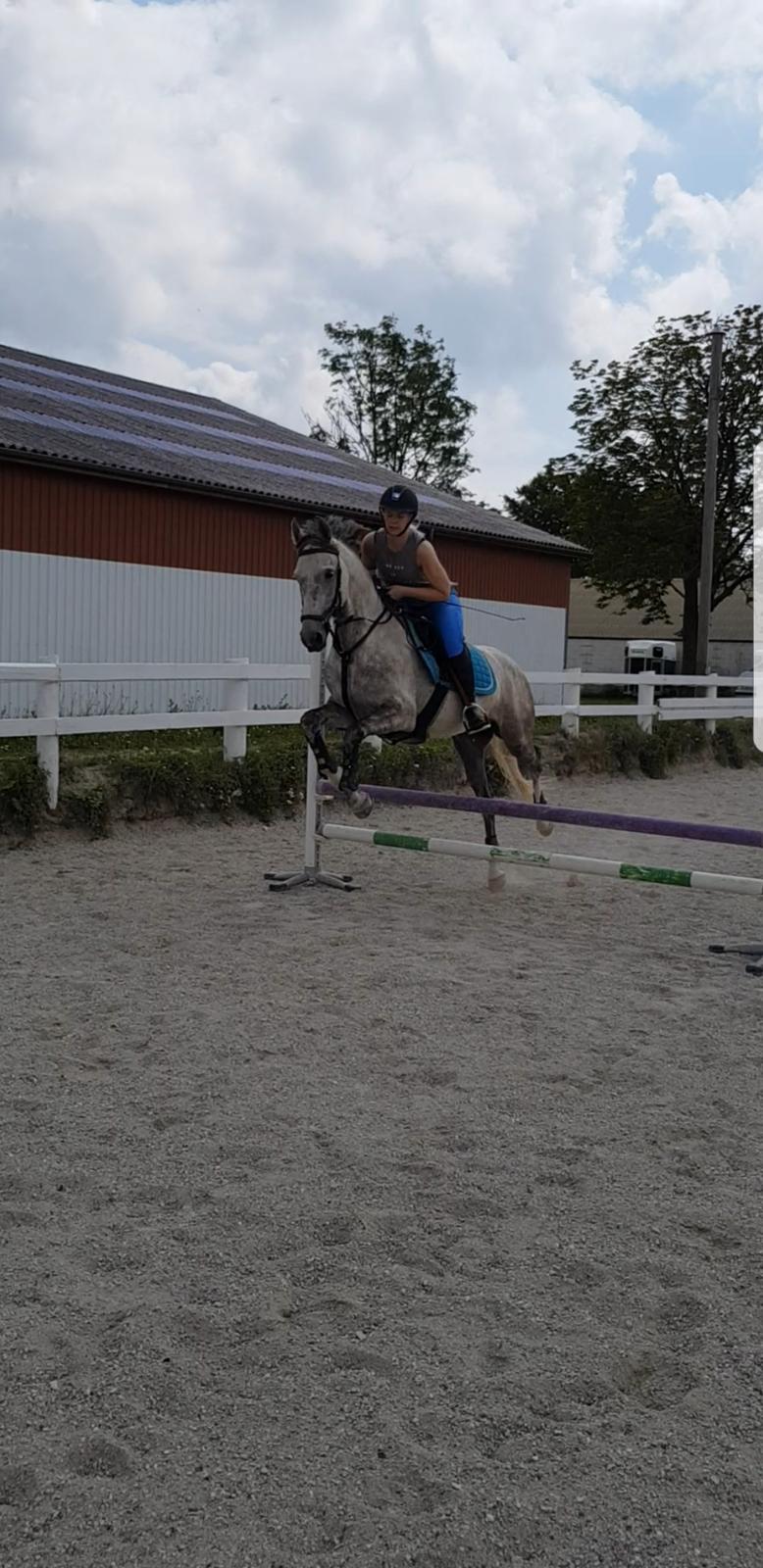 Holstener Calimeró billede 7