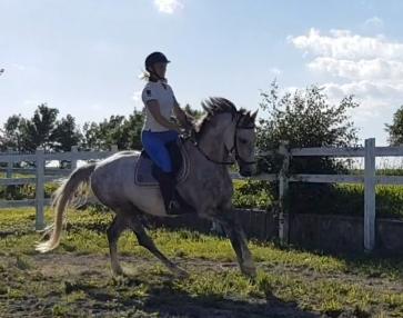 Holstener Calimeró billede 12