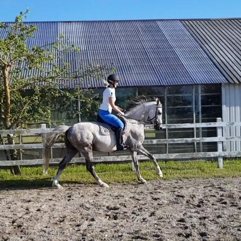 Holstener Calimeró billede 11