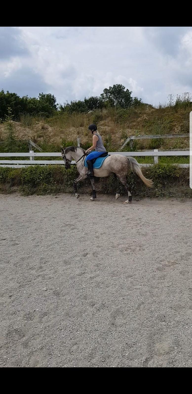 Holstener Calimeró billede 10