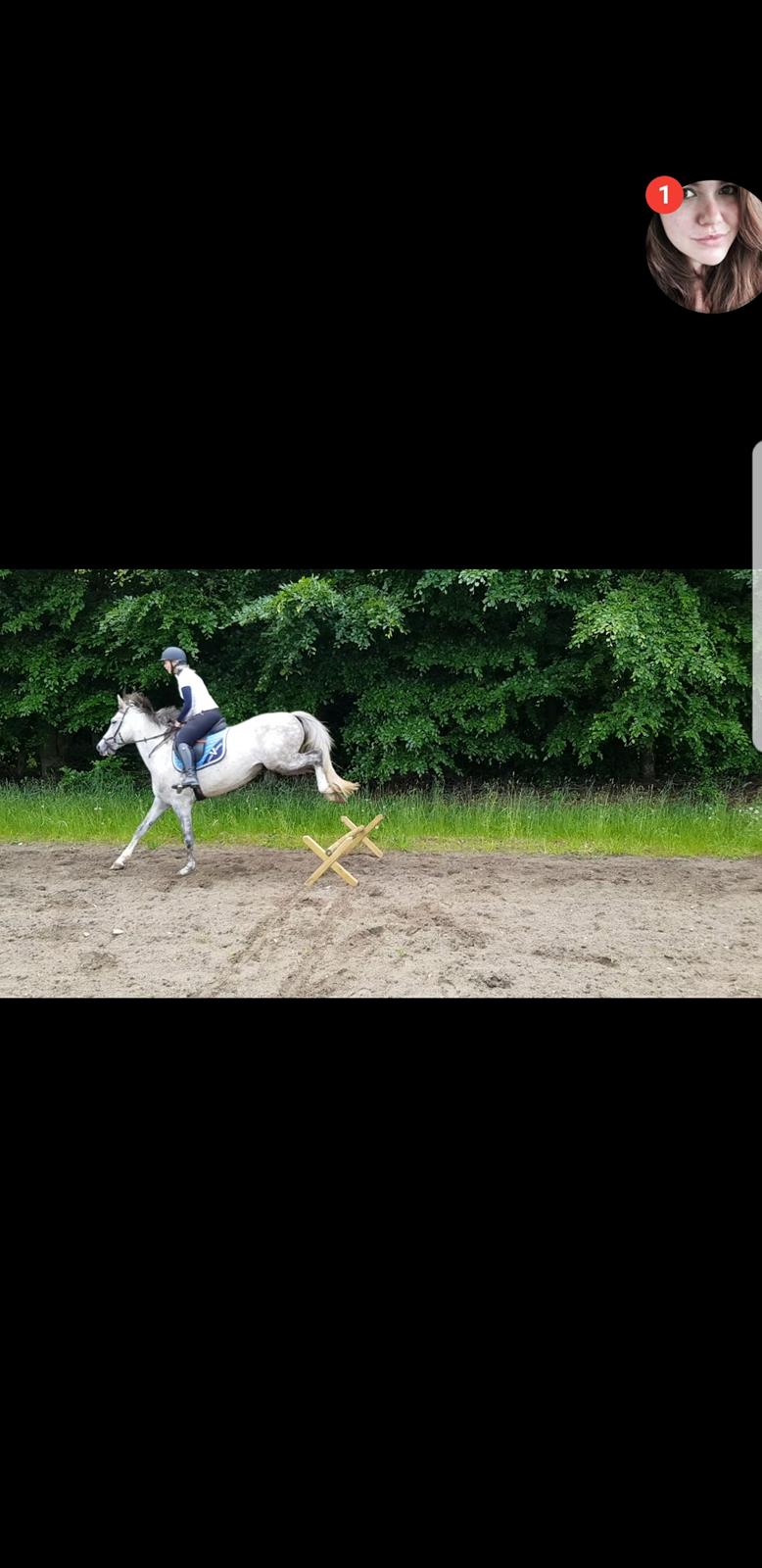 Holstener Calimeró billede 21