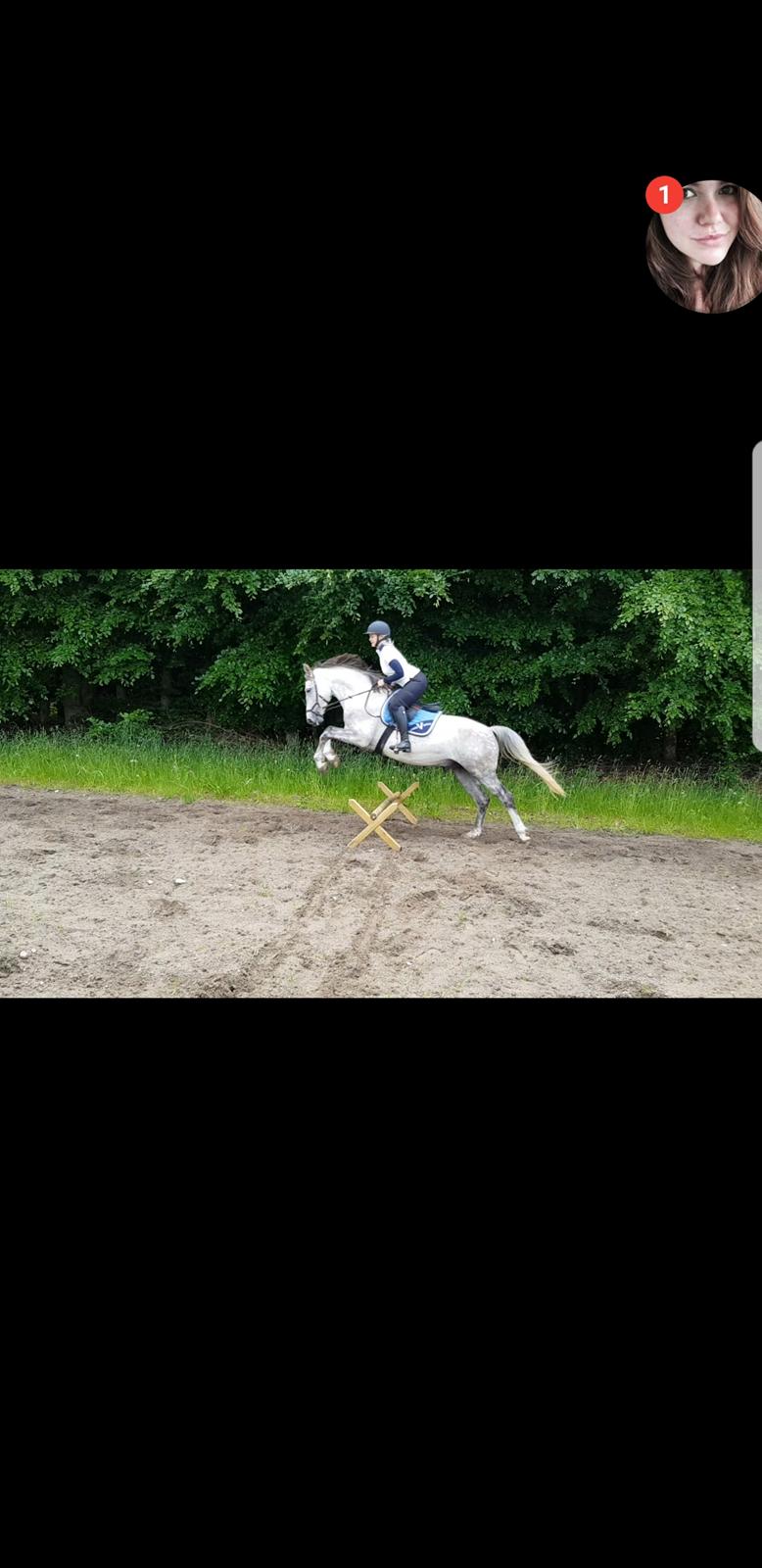 Holstener Calimeró billede 22