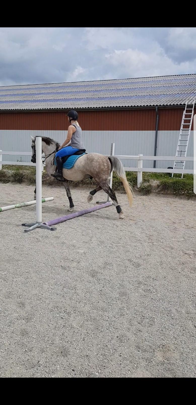 Holstener Calimeró billede 23